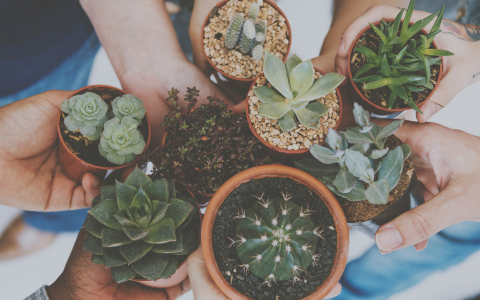 A group of coworkers share a photo of their succulent plants in their office